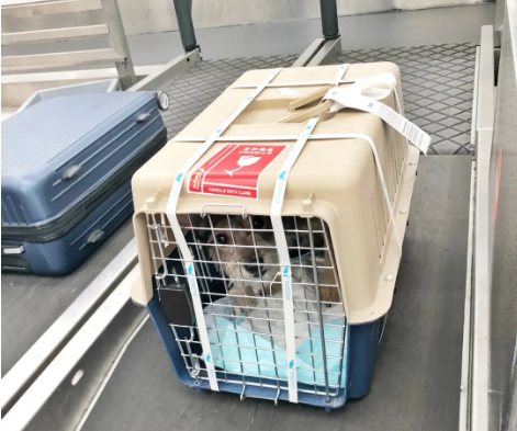 运城宠物托运 宠物托运公司 机场宠物托运 宠物空运